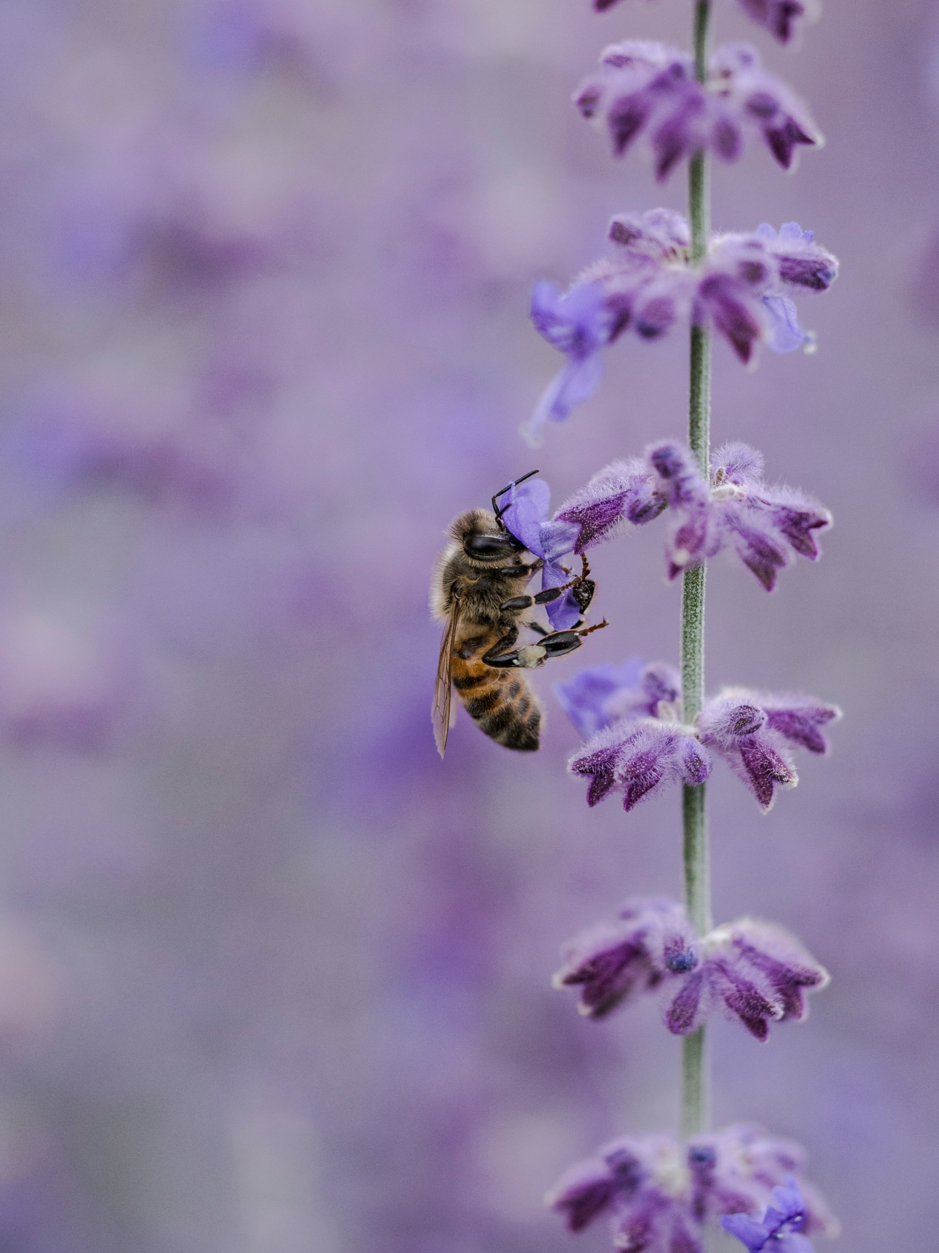 La Journée mondiale des abeilles avec les Petits carrés de Caen episode artwork